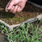 『小小的秧苗寶寶』，夏天需要蓋網(wǎng)子防止曬傷，冬天需要蓋不織布被子防止凍傷，並防止蟲害，是農民們寶貝的囡仔，悉心的呵護著。