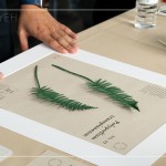 將紙蕨黏至底紙上，再黏上裱框紙，裱成框畫(huà)，增添深度感，作為家中裝飾，妝點(diǎn)綠意。