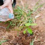 脫離盆栽後，最後一次的人為澆水，回歸大自然後，就需靠樹苗們獨立生長，吸收大自然的陽光、雨水，期盼健康長大。