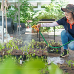 將分盆好的樹苗放置育苗方盤中，為小苗們澆水，後續(xù)統(tǒng)一放在中央培育區(qū)，培育至30-60公分，合適出栽種植的高度。