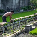 一捲捲的秧苗，在秧苗輸送機上，方便農民從較遠處的秧苗場輸送，可節(jié)省人力與時間。