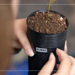 將大肚山原生種的植物標(biāo)籤貼於黑軟盆上緣，方便隨時(shí)記錄成長(zhǎng)大小與數(shù)量。