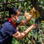 新業(yè)起一大早，加入採梨的行列，使用專用電剪剪梨，一手扶住梨子底端，一手將剪刀口對準梨子的枝枒，使樹枝應聲而斷，加快採收的效率。（圖為新業(yè)建設邱正光副總經(jīng)理）