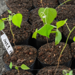 『生態(tài)植樹』選擇百種以上大肚山在地的原生樹種為主要培育對(duì)象，以符合原生態(tài)系統(tǒng)，『遺傳多樣性』種植的樹苗專案培育，以確保野生樹木基因庫的保育。