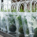 臺(tái)灣小小島嶼，富有700多種蕨類(lèi)植物，60多種為臺(tái)灣原生種，致上『銀脈鳳尾蕨苔球』，為這場(chǎng)紙蕨手作時(shí)光，增添更多綠藝氣息。