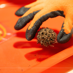 將自然掉落的楓香拾起，將果實(shí)中帶刺狀的種子一根根挑起，配上優(yōu)雅的小串珠，化身為最「在地」的果實(shí)小吊飾。