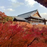 楓紅灑落，一片紅海蔓延至東福寺通天閣，一片靜謐彷若與世無(wú)爭(zhēng)的世外桃源。