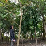 新業(yè)選樹(shù)條件相當(dāng)多，像這棵大花紫薇要看花期、排水率與落葉狀況，希望能提供住戶(hù)最理想愜意的森活環(huán)境。