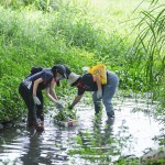 當天除了撿拾垃圾，也將河裡的外來種植物移除，水芙蓉、布袋蓮──過去因為花形美麗而被引進臺灣，如今過度的繁殖影響水流，也排擠原生物種的棲息環(huán)境。