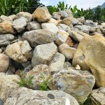 來自南投信義鄉(xiāng)的『塔塔加石』，外型紋理錯綜分布、加上石材密度較高，不容易生長青苔，也是挑選景觀石頭的首選之一。