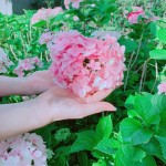 因繡球花一蒂有八蕊，狀似八仙相聚，因此獲「八仙花」之名。