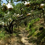 穿梭在園裡的小徑，放眼望去都是一包包的梨子，套袋的用意是為了讓梨子們更牢固的成長，也防止鳥兒與蟲兒的光顧。