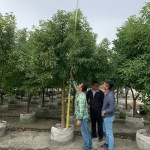 替樟樹(shù)量量身高，掌握生長(zhǎng)狀況。