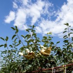 山嵐、雲(yún)霧、烈陽、雨霖的相伴，遍部在山間園裡，是一包包、一串串的結(jié)晶。