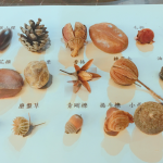 這些小小果實種子您認得哪些呢？