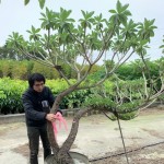 雀屏中選後的白水木，在腰間綁上紅絲帶作為標(biāo)示，「歡迎加入新業(yè)的大家庭，今後也要好好生長(zhǎng)喔！」