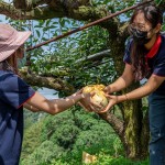 新業(yè)同仁小心翼翼地捧住梨子，遞給下方的守門員，就像是心傳心，默契盡在不言中。
