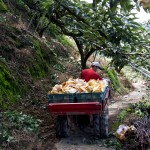 隨著搬運車的引擎轟隆隆地發(fā)動，行駛在山間顛簸的小徑上，已被裝箱的梨子正準備滿載而歸。