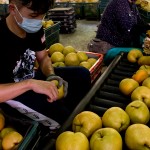 年復一年承擔著梨群的重量，進行拆袋剪枝的程序，熟練的做著熟悉的步驟，將一顆顆的梨子剪枝後成箱，準備進行到分級的階段。