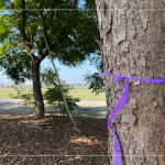 風和日麗的冬日，新業(yè)職人團隊來到彰化縣溪州鄉(xiāng)、田尾鄉(xiāng)，為『築願景』嚴選心中理想的樹木。