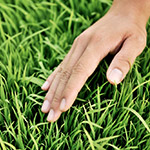 稚嫩青翠，這是益全香米的幼苗，稍後準(zhǔn)備動工。