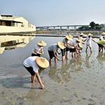 雖然插秧是同仁們的第一次，但看起來有模有樣，我們也體會到農(nóng)夫的辛苦了。