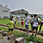 不光白白體驗插秧，也要詳細了解生產(chǎn)稻米的來龍去脈。