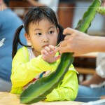 擷取火龍果的一小段莖，近距離觀察表面的尖刺、外觀紋理，經(jīng)由觸摸連結(jié)植物的生長記憶。