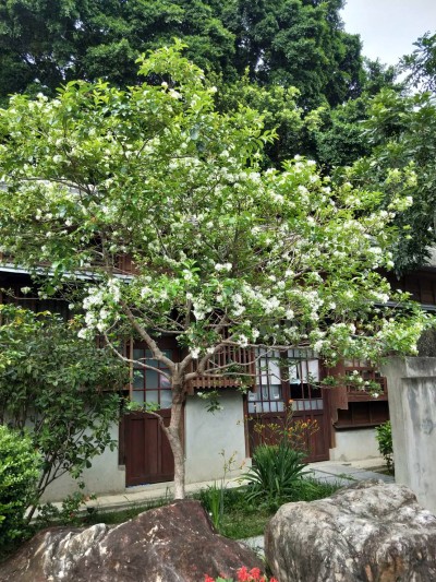 流蘇花季，帶來(lái)一場(chǎng)浪漫的四月雪