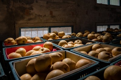 新業(yè)心故事｜與梨共好，與梨相遇